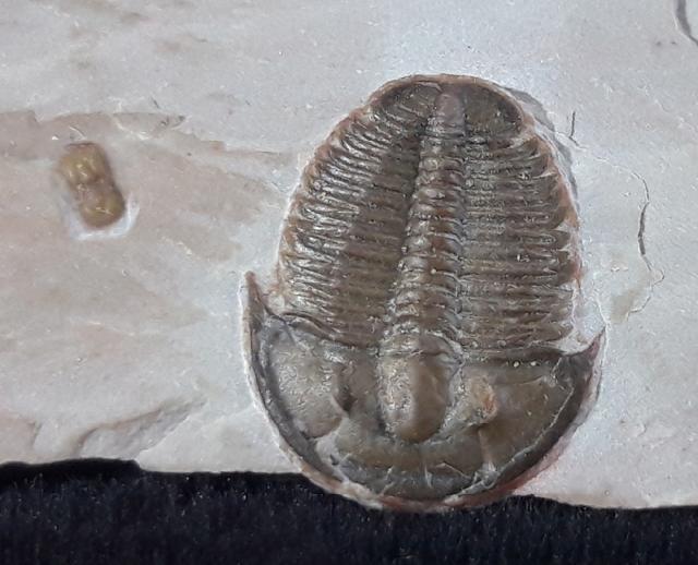 Elrathia kingii (MEEK 1870) & Peronopsis interstricta (WHITE 1874) - Bild &copy; FossNet FossilienStore